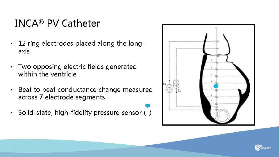 INCA® PV Catheter • 12 ring electrodes placed along the longaxis • Two opposing