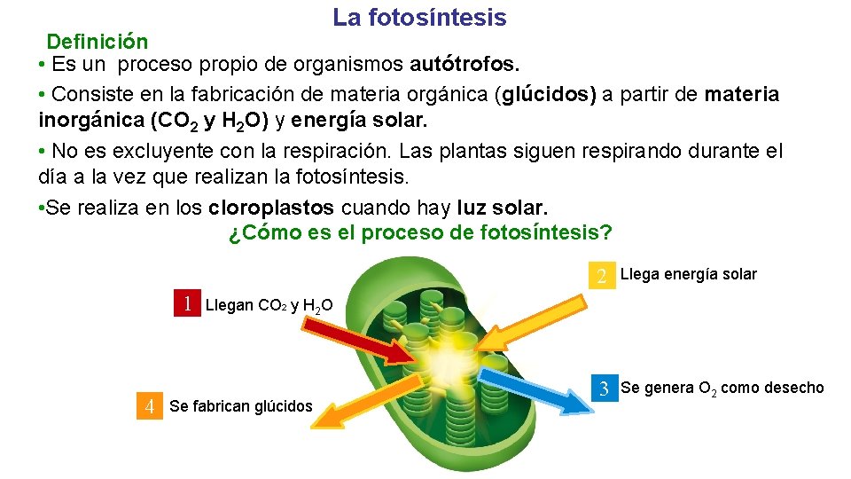 La fotosíntesis Definición • Es un proceso propio de organismos autótrofos. • Consiste en