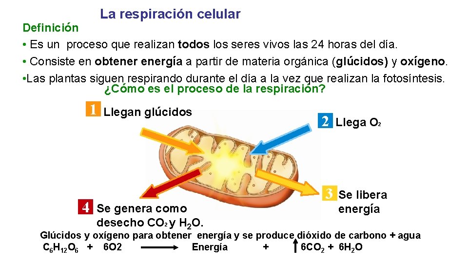 La respiración celular Definición • Es un proceso que realizan todos los seres vivos