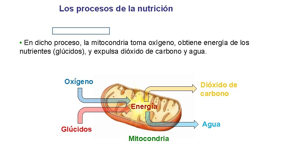 UNIDAD 2 Los procesos de la nutrición Respiración • En dicho proceso, la mitocondria