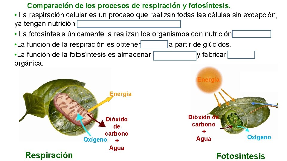 Comparación de los procesos de respiración y fotosíntesis. • La respiración celular es un