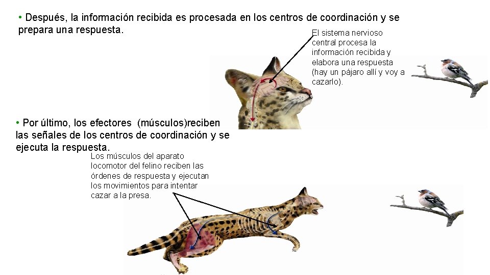 UNIDAD 3 • Después, la información recibida es procesada en los centros de coordinación