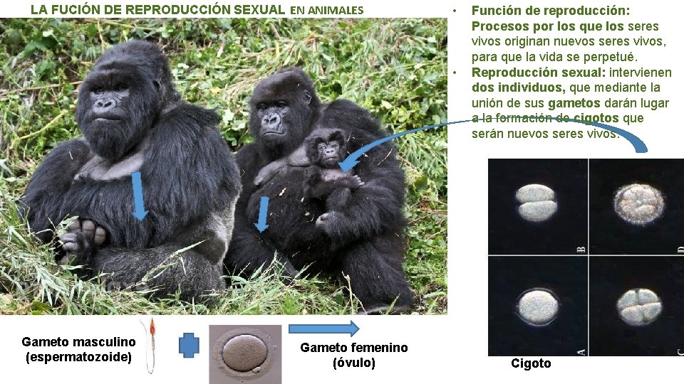 LA FUCIÓN DE REPRODUCCIÓN SEXUAL EN ANIMALES (SEXUAL) • • Gameto masculino (espermatozoide) Gameto