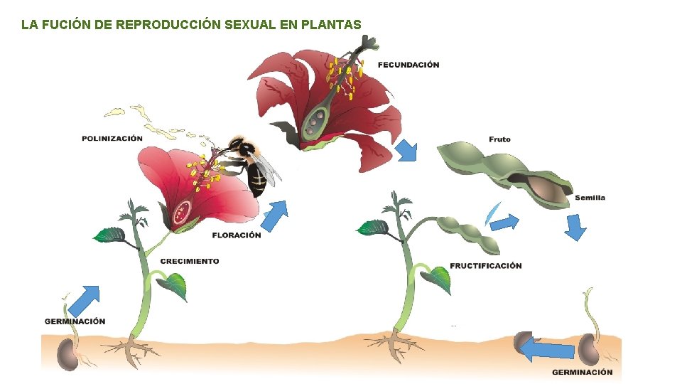 LA FUCIÓN DE REPRODUCCIÓN SEXUAL EN PLANTAS 