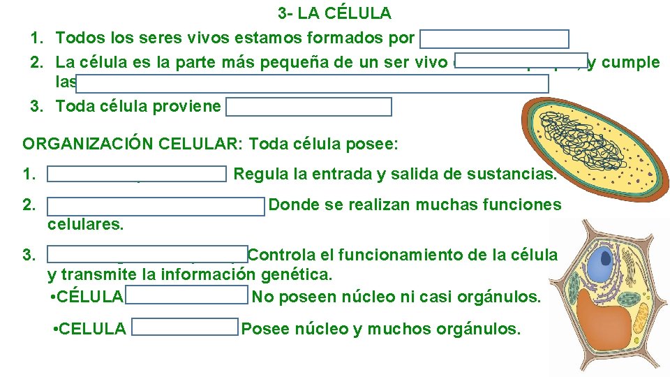 3 - LA CÉLULA 1. Todos los seres vivos estamos formados por una o