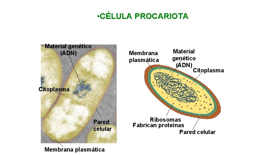  • CÉLULA PROCARIOTA Material genético (ADN) Membrana plasmática Material genético (ADN) Citoplasma Pared