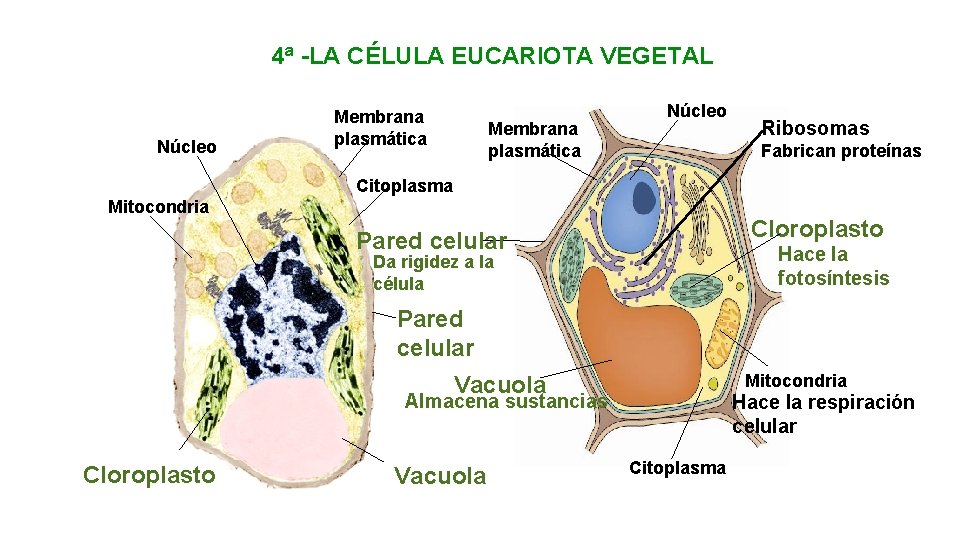 4ª -LA CÉLULA EUCARIOTA VEGETAL Núcleo Membrana plasmática Núcleo Ribosomas Fabrican proteínas Citoplasma Mitocondria