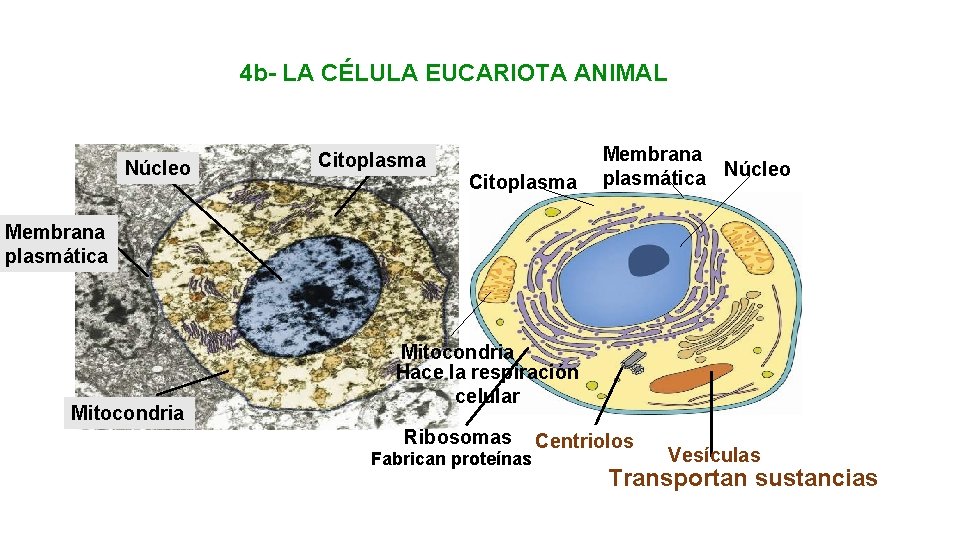 4 b- LA CÉLULA EUCARIOTA ANIMAL Núcleo Citoplasma Membrana plasmática Núcleo Membrana plasmática Mitocondria