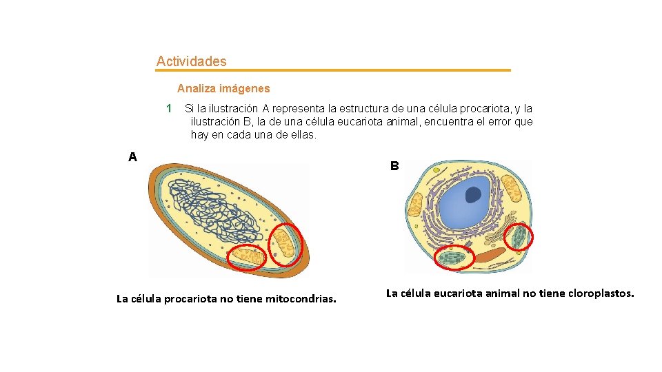 Actividades Analiza imágenes 1 Si la ilustración A representa la estructura de una célula