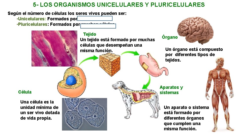 5 - LOS ORGANISMOS UNICELULARES Y PLURICELULARES Según el número de células los seres