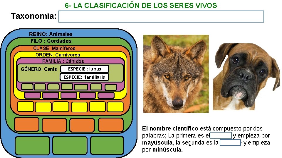 6 - LA CLASIFICACIÓN DE LOS SERES VIVOS Taxonomía: Es la ciencia que ordena