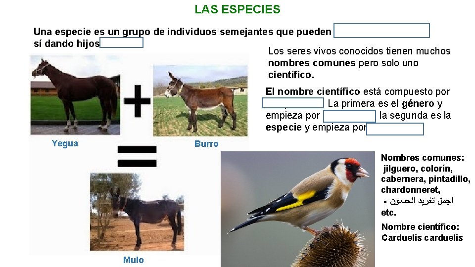 LAS ESPECIES Una especie es un grupo de individuos semejantes que pueden reproducirse entre