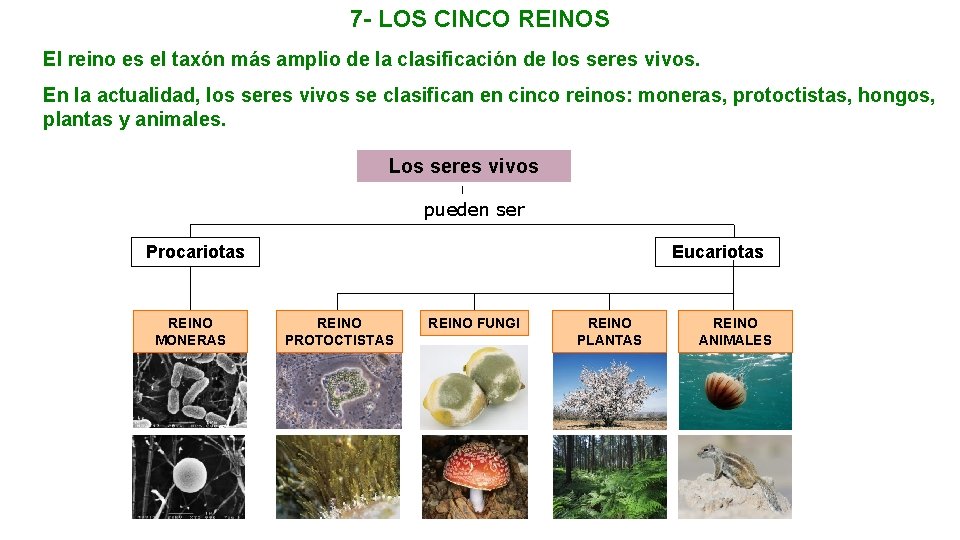 7 - LOS CINCO REINOS El reino es el taxón más amplio de la