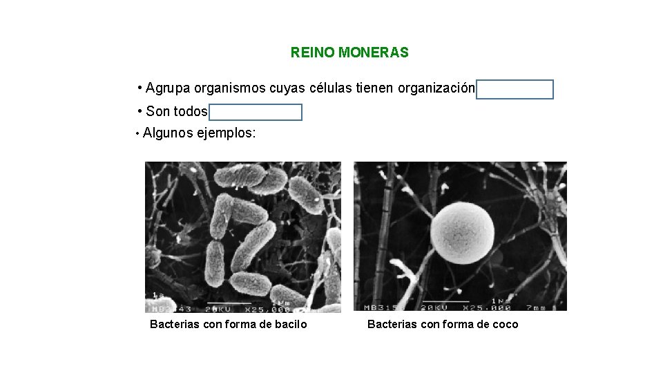 REINO MONERAS • Agrupa organismos cuyas células tienen organización procariota. • Son todos unicelulares.