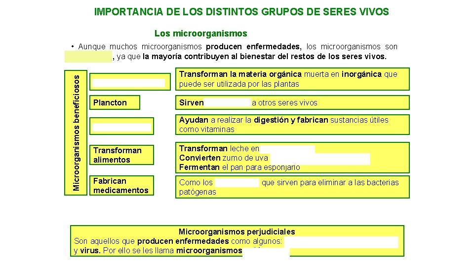 IMPORTANCIA DE LOS DISTINTOS GRUPOS DE SERES VIVOS Los microorganismos Microorganismos beneficiosos • Aunque