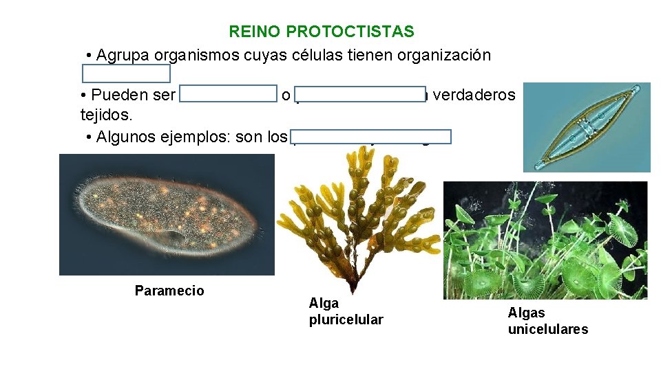 REINO PROTOCTISTAS • Agrupa organismos cuyas células tienen organización eucariota. • Pueden ser unicelulares