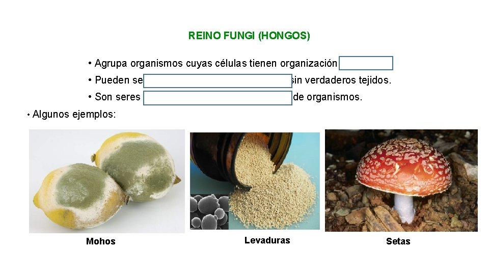REINO FUNGI (HONGOS) • Agrupa organismos cuyas células tienen organización eucariota. • Pueden ser