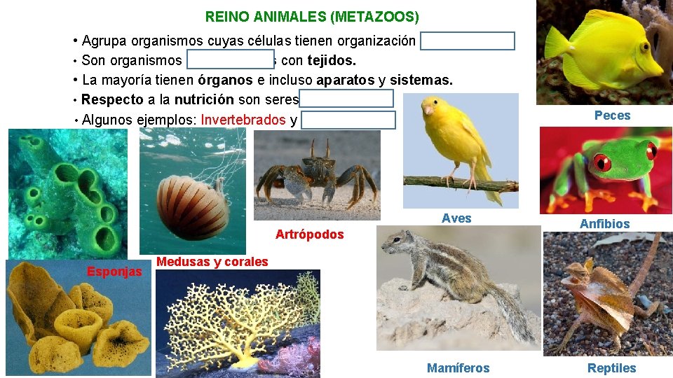 REINO ANIMALES (METAZOOS) • Agrupa organismos cuyas células tienen organización eucariota. • Son organismos
