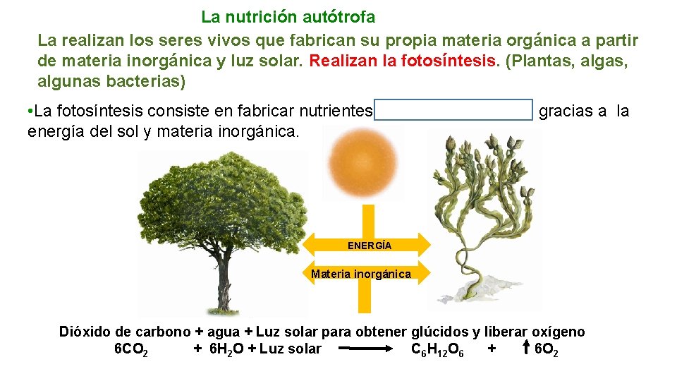 La nutrición autótrofa La realizan los seres vivos que fabrican su propia materia orgánica