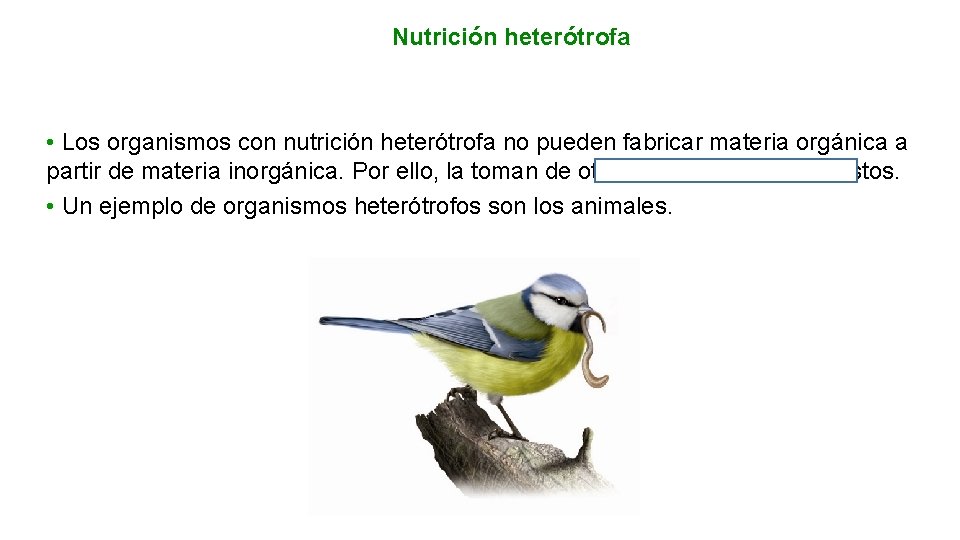 Nutrición heterótrofa • Los organismos con nutrición heterótrofa no pueden fabricar materia orgánica a