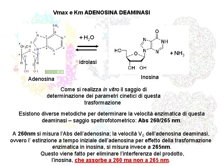 Vmax e Km ADENOSINA DEAMINASI + H 2 O + NH 3 idrolasi Adenosina