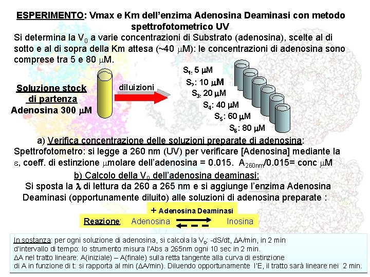ESPERIMENTO: Vmax e Km dell’enzima Adenosina Deaminasi con metodo spettrofotometrico UV Si determina la