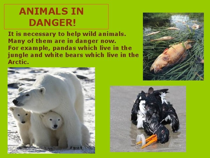 ANIMALS IN DANGER! It is necessary to help wild animals. Many of them are
