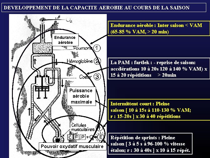 DEVELOPPEMENT DE LA CAPACITE AEROBIE AU COURS DE LA SAISON Endurance aérobie : Inter