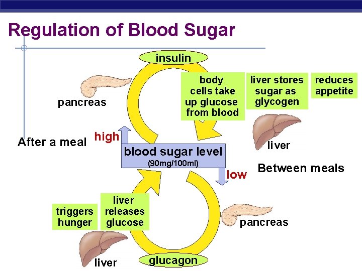Regulation of Blood Sugar insulin pancreas After a meal high liver stores sugar as