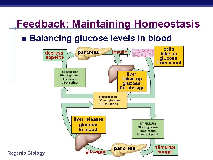 Feedback: Maintaining Homeostasis Balancing glucose levels in blood depress appetite pancreas insulin cells take