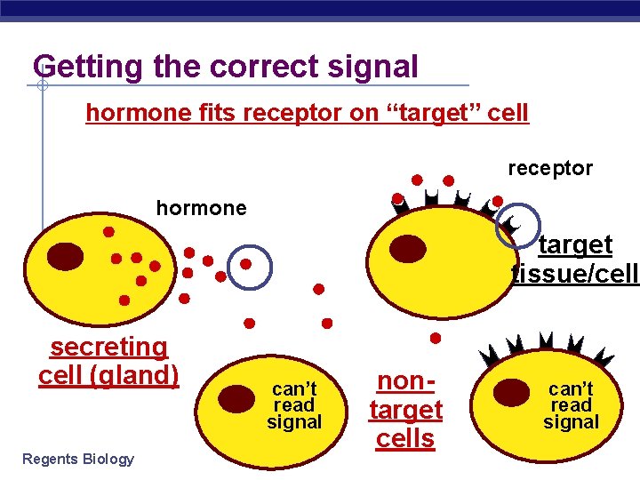 Getting the correct signal hormone fits receptor on “target” cell receptor hormone target tissue/cell