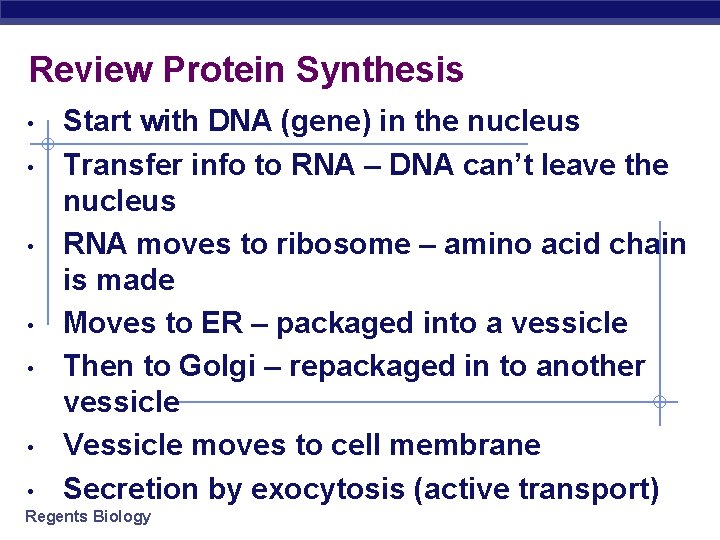 Review Protein Synthesis • • Start with DNA (gene) in the nucleus Transfer info