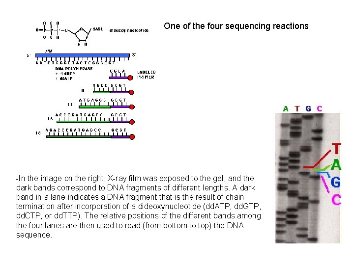 One of the four sequencing reactions -In the image on the right, X-ray film