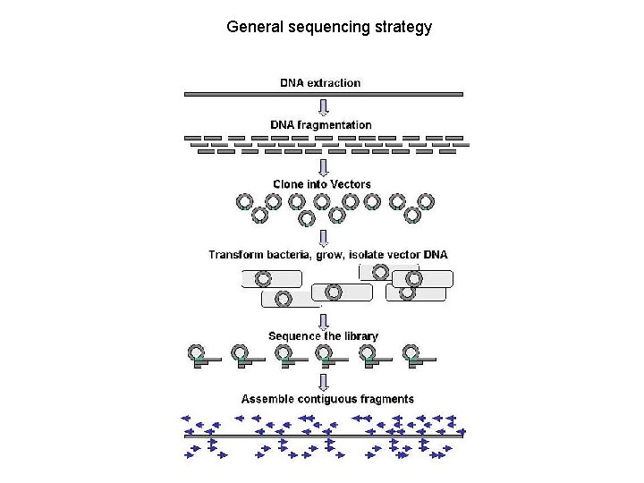 General sequencing strategy 