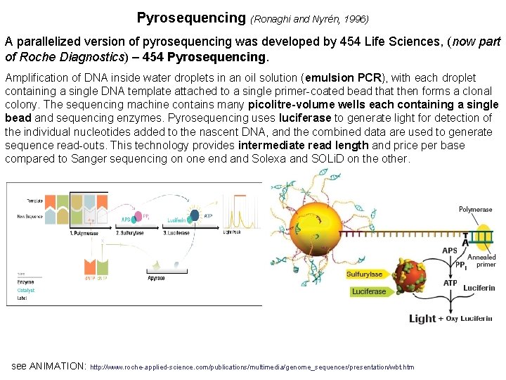 Pyrosequencing (Ronaghi and Nyrén, 1996) A parallelized version of pyrosequencing was developed by 454