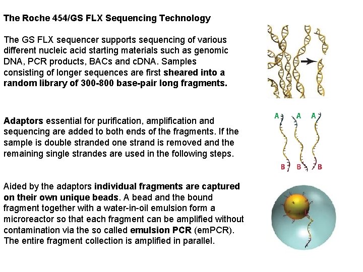 The Roche 454/GS FLX Sequencing Technology The GS FLX sequencer supports sequencing of various