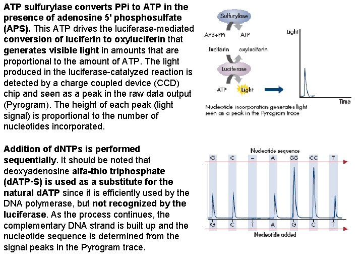 ATP sulfurylase converts PPi to ATP in the presence of adenosine 5' phosulfate (APS).