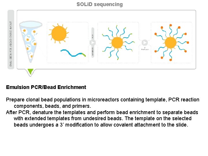 SOLi. D sequencing Emulsion PCR/Bead Enrichment Prepare clonal bead populations in microreactors containing template,