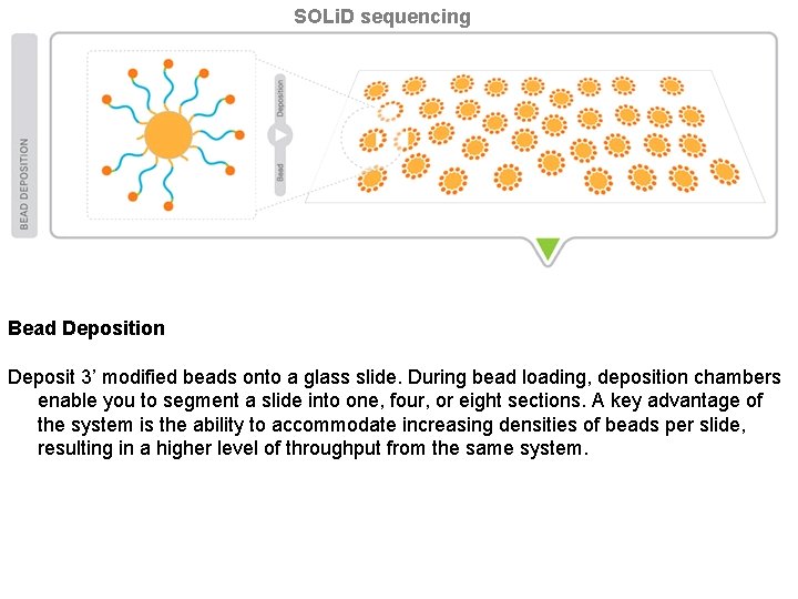 SOLi. D sequencing Bead Deposition Deposit 3’ modified beads onto a glass slide. During