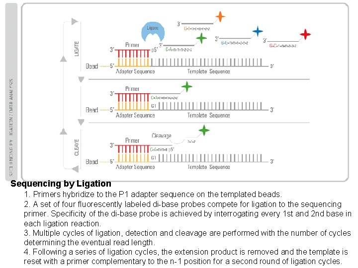 Sequencing by Ligation 1. Primers hybridize to the P 1 adapter sequence on the