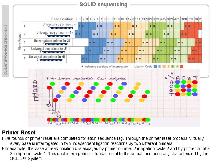 SOLi. D sequencing Primer Reset Five rounds of primer reset are completed for each