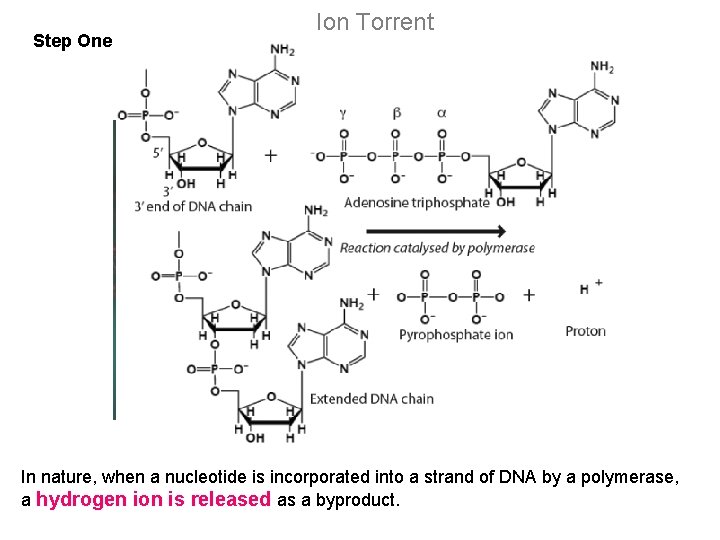 Step One Ion Torrent In nature, when a nucleotide is incorporated into a strand