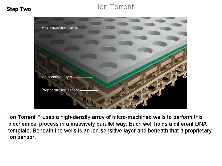 Step Two Ion Torrent™ uses a high-density array of micro-machined wells to perform this