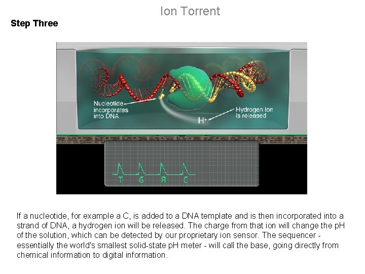 Ion Torrent Step Three If a nucleotide, for example a C, is added to