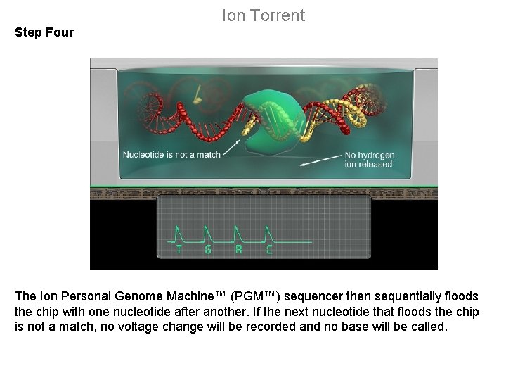 Ion Torrent Step Four The Ion Personal Genome Machine™ (PGM™) sequencer then sequentially floods