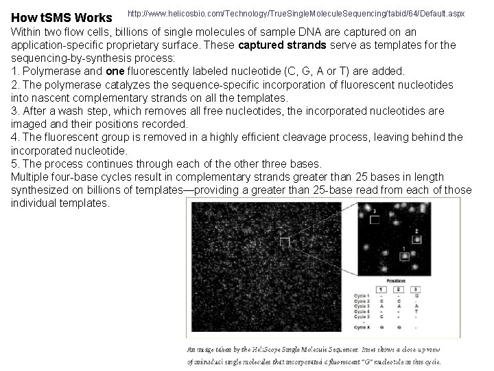 How t. SMS Works http: //www. helicosbio. com/Technology/True. Single. Molecule. Sequencing/tabid/64/Default. aspx Within two