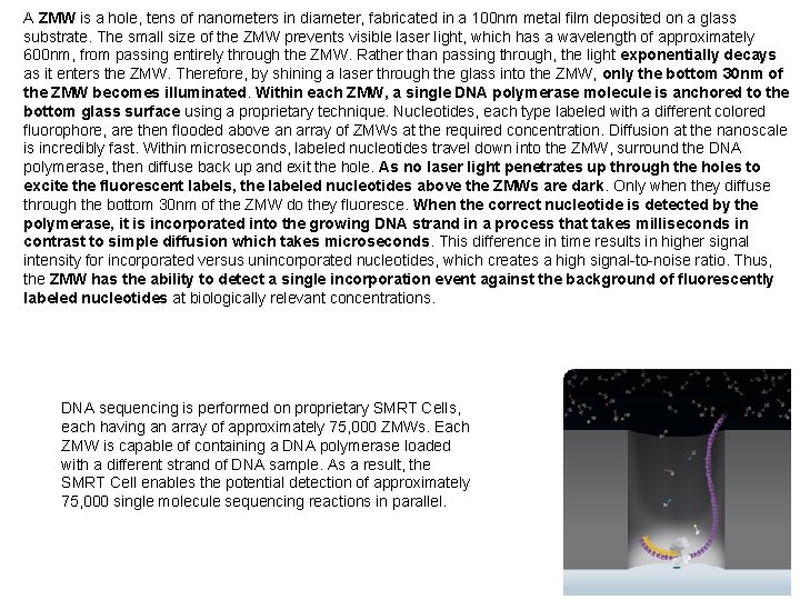 A ZMW is a hole, tens of nanometers in diameter, fabricated in a 100