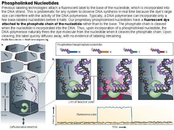 Phospholinked Nucleotides Previous labeling technologies attach a fluorescent label to the base of the