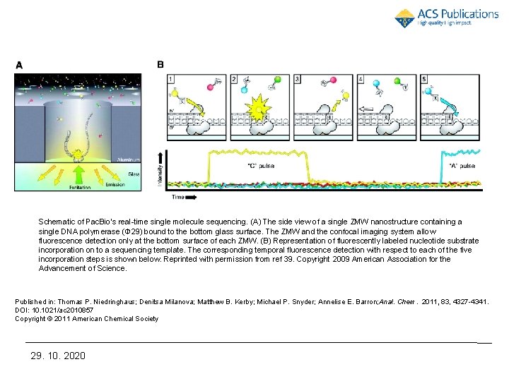 Schematic of Pac. Bio’s real-time single molecule sequencing. (A) The side view of a