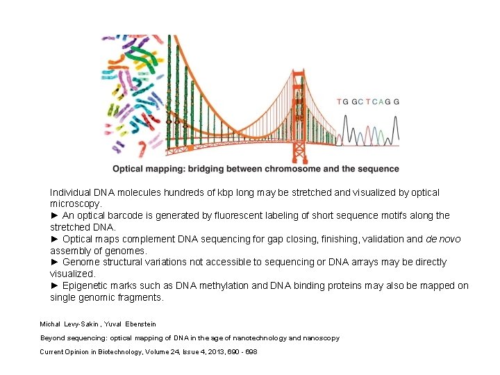 Individual DNA molecules hundreds of kbp long may be stretched and visualized by optical